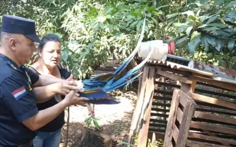 Rescatan a guacamayo herido al que dispararon en Itap�a