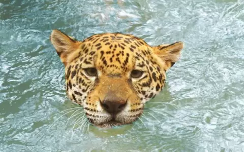 Hoy se conmemora el D�a Mundial de la Vida Silvestre