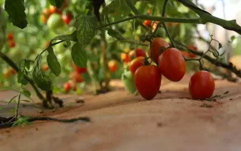 Productores asistidos por el MAG realizaron su primera cosecha del verano