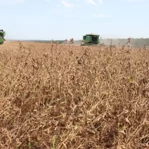 Calor y sequía ponen al agro paraguayo en alerta: riesgos para cultivos y producción