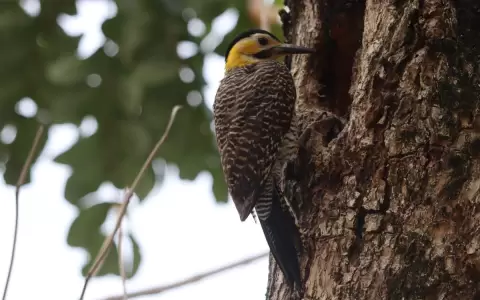 Los huecos en los �rboles y su rol para las aves y la biodiversidad