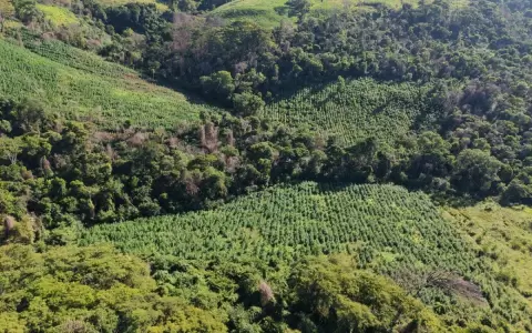 Incursiones en Amambay lograron anular 45 toneladas de presunta marihuana