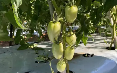 MAG anunci� que el plan de cultivar tomates todo el a�o da sus primeros frutos