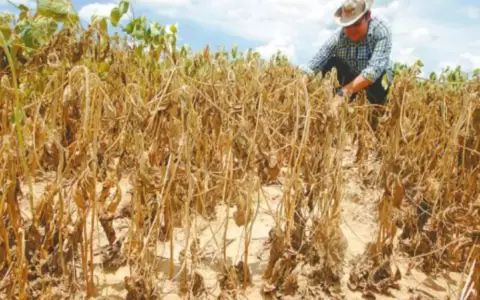 Reiteran preocupaci�n ante condiciones clim�ticas que afectar�an rendimiento de cosechas?