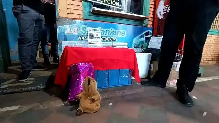 En este peluche en forma de capibara escondieron las drogas.