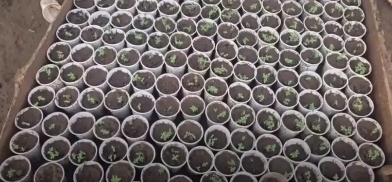 Los plantines de marihuana que fueron encontrados.