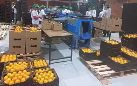 Exportaci�n de caquis.