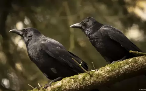 Los cuervos carro�eros ("Corvus corone corone") demostraron capacidades geom�tricas superiores a los primates no humanos en los experimentos realizado