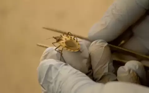Par�sito protozoario (Trypanosoma cruzi) que causa mal de Chagas.