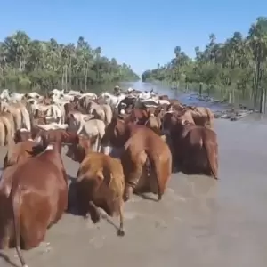 Animales atrapados y comunidades aisladas en el Chaco
