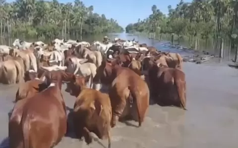 Intentan rescatar animales.