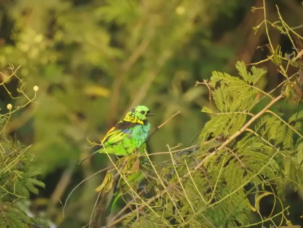 Bello ejemplar de tangara acoíris.