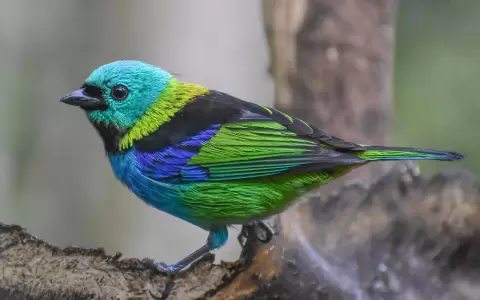 Tangara arcoiris.