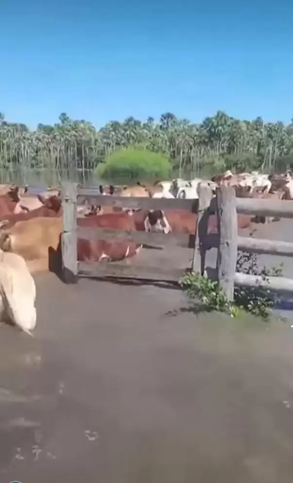 El sector agrícola y ganadero están muy afectados por las lluvias.