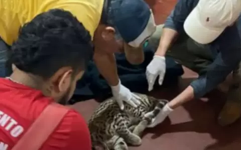 El gato recibe atenci�n de veterinarios.