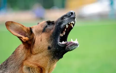 Hospital de Cl�nicas alerta sobre aumento de mordeduras de perros en ni�os