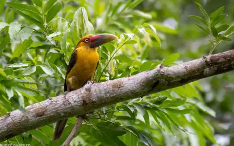 Tucan banana en mbaracayu.