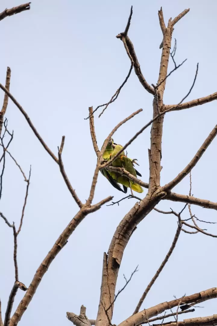 Loro hablador (amazona aestiva). Foto: Adriana Díaz Matousek.
