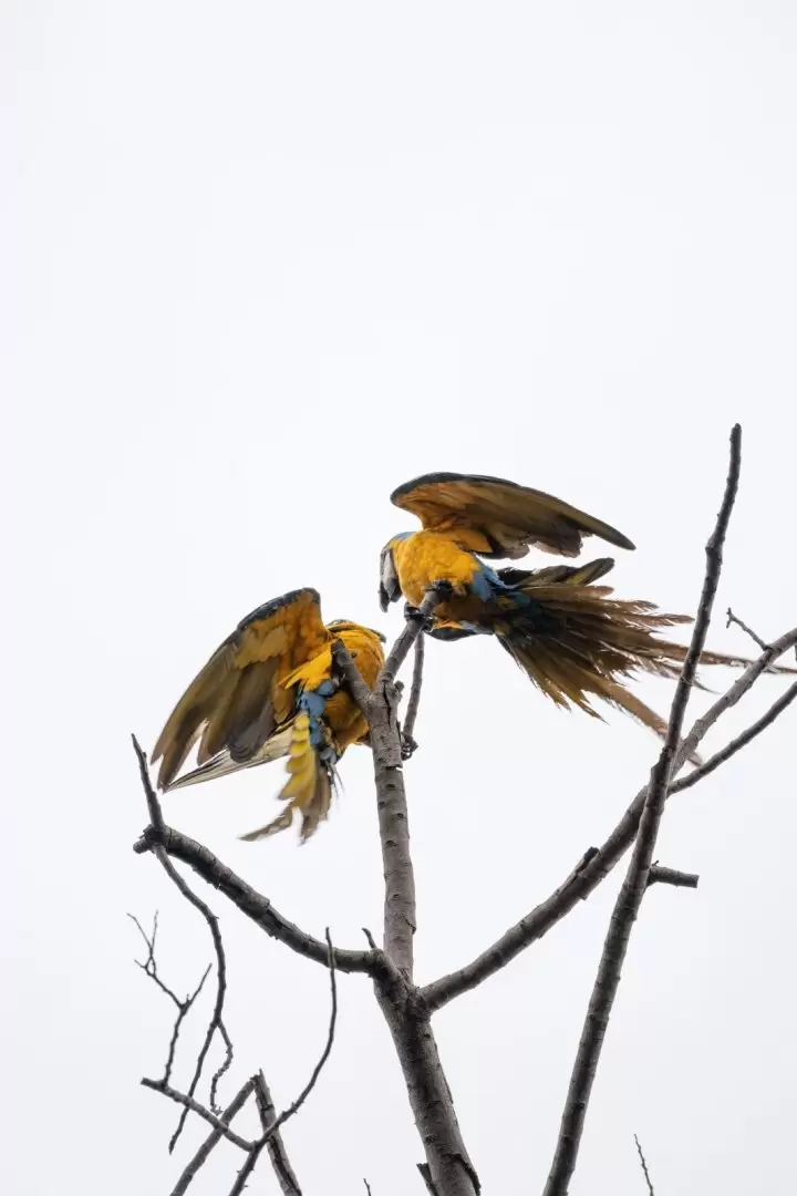 Gua';a caninde o guacamayo amarillo (ara ararauna) Foto: Adriana Díaz Matousek.