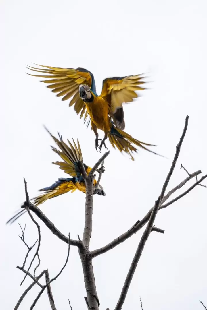 Gua';a caninde o guacamayo amarillo (ara ararauna). Foto: Adriana Díaz Matousek.
