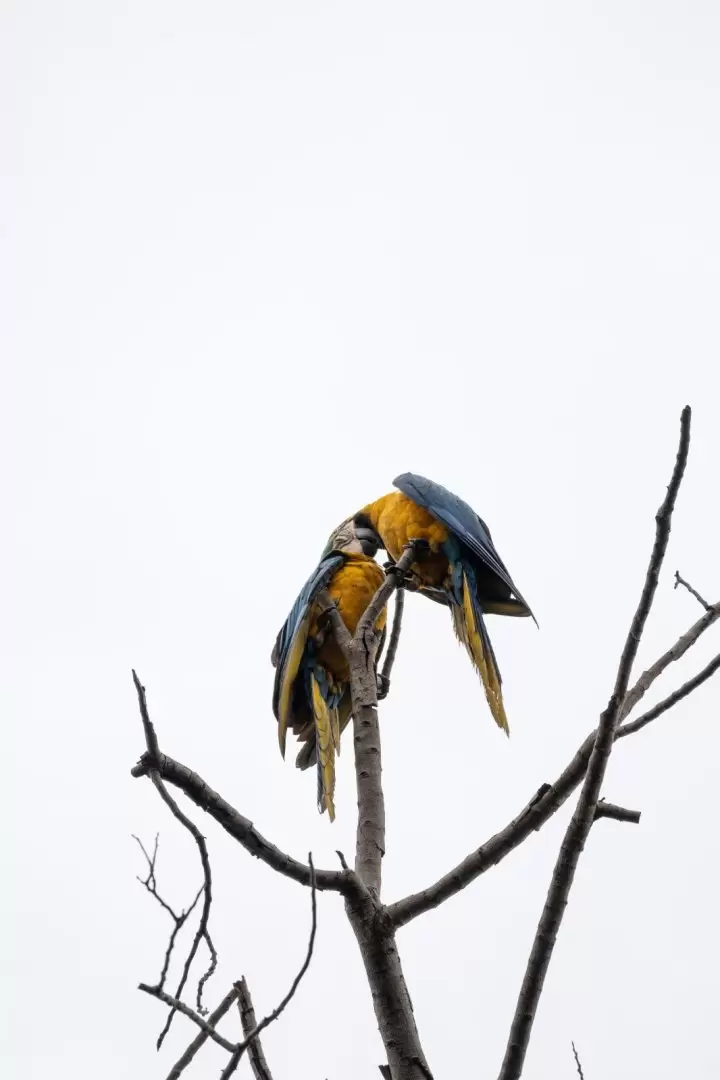 Gua'a caninde o guacamayo amarillo (ara ararauna). Foto: Adriana Díaz Matousek.