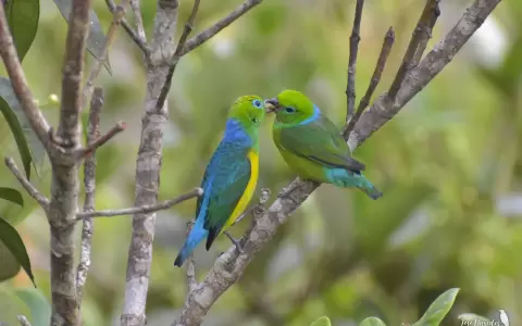 Chlorophonia cyanea.