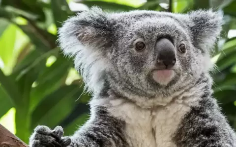 El koala se encuentra "en peligro" en tres estados australianos.