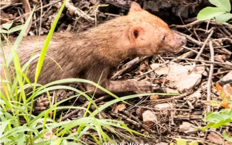 La primera fotograf�a tomada en m�s de 40 a�os de una especie catalogada como en peligro de extinci�n en Paraguay.
