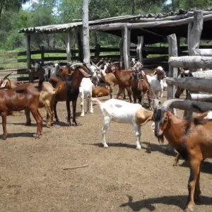 Hst�rica exportaci�n caprina: Paraguay exportar� machos Anglo Nubian desde Caapuc� a Uruguay