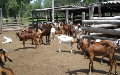 Producci�n caprina.