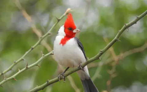 Cardenal en rama .