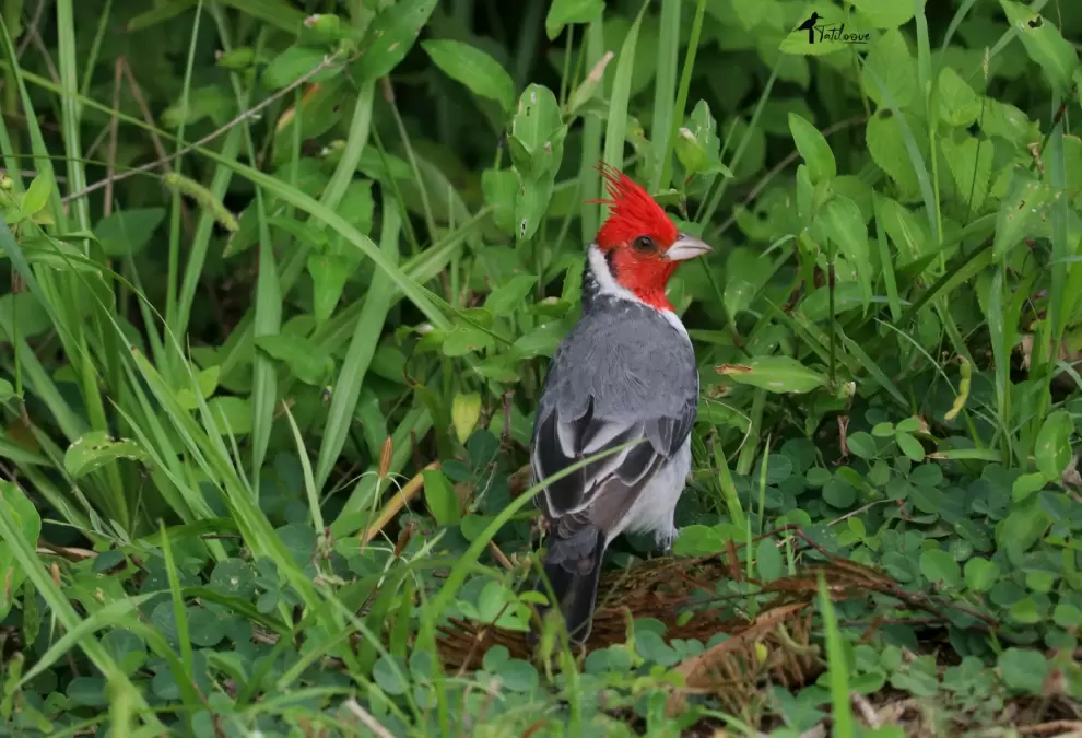 Cardenal en parque guasu. Foto: Tatiana Galluppi.