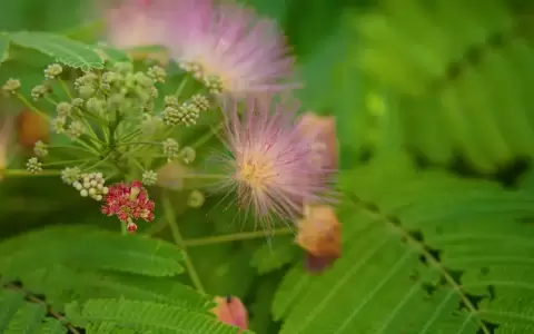 La ra�z de la Mimosa tenuiflora es usada en Brasil como tratamiento experimental para combatir la depresi�n.