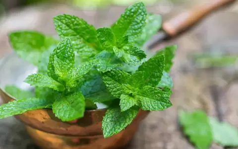 Planta de menta.