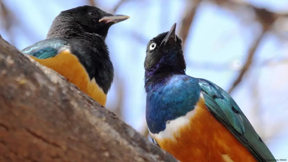 Estas coloridas aves africanas se ayudan, esperando recibir ayuda de sus pares.
Imagen: Dreamstime/IMAGO