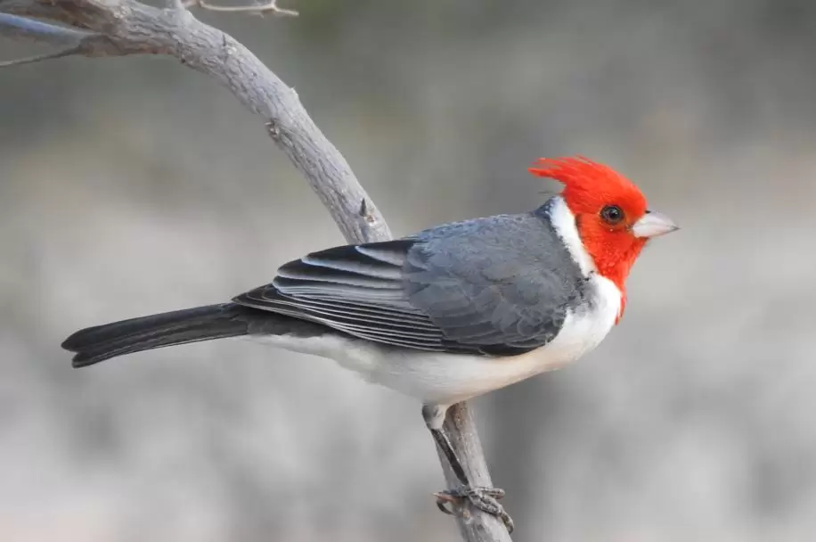 Cardenal com�n. Foto por Edgar Romero.