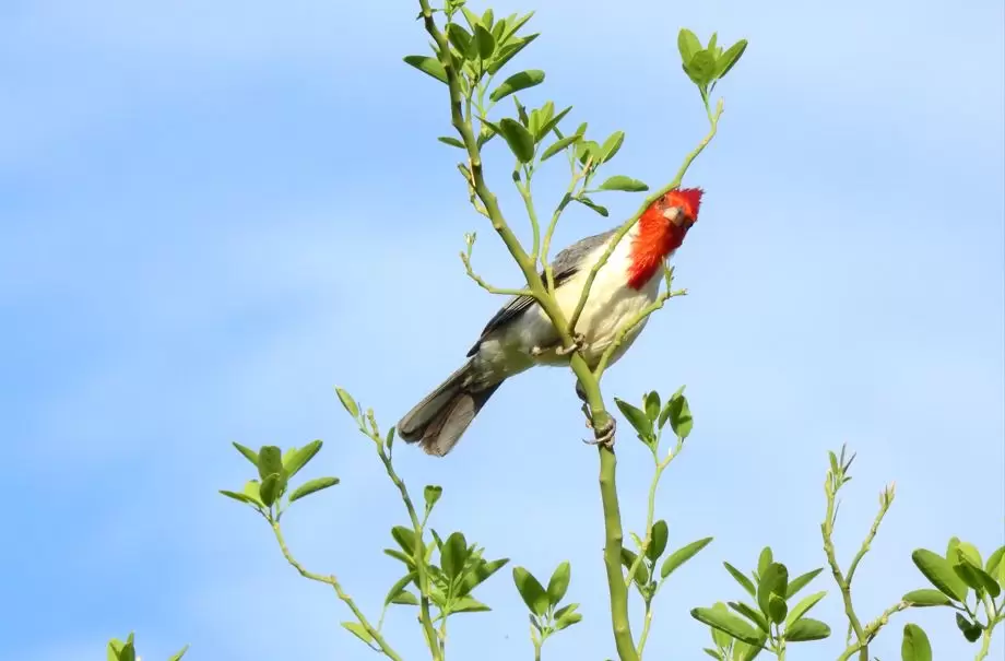 Cardenal com�n. Foto: Edgar Romero.