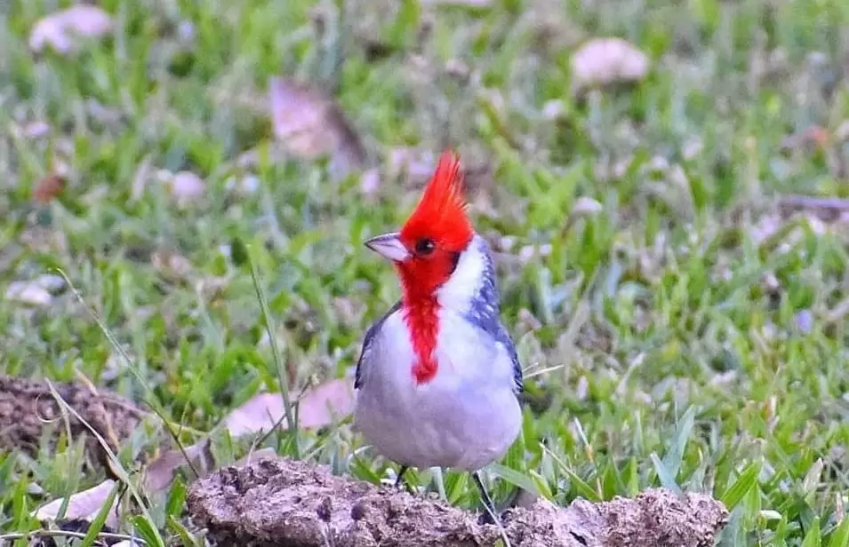 Cardenal frontal. Foto: Jos� Maria Paredes.