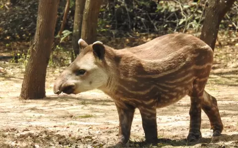 Una cr�a de tapir con su cr�ptica coloraci�n. Foto: Carlos Ortega.