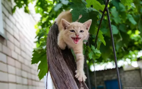 Gato.