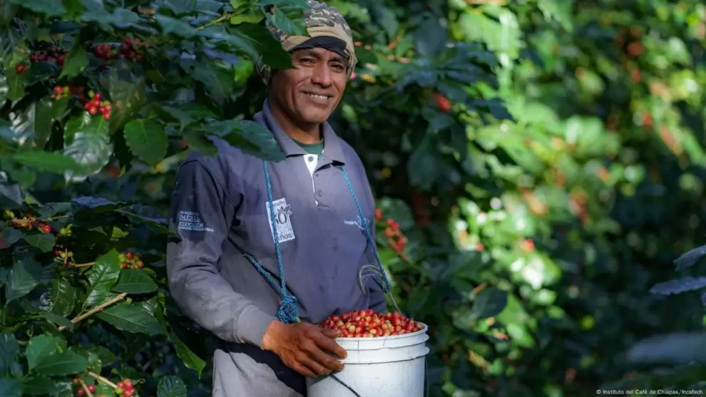 Trabajador recolectando granos de café. Foto. Instituto del Café de Chiapas/Incafech/DW