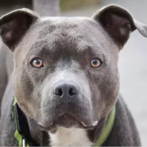 Hombre muere tras ser atacado por un perro de la raza pitbull
