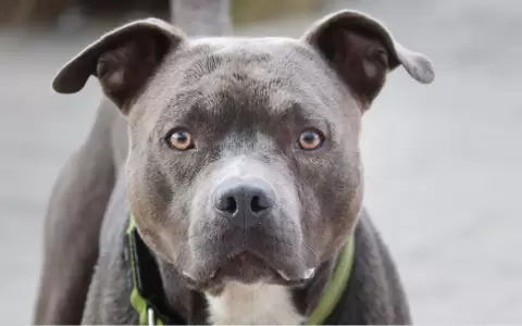 Perro pitbull atac� a dos hombres en Mariano Roque Alonso.