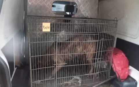 Durante la intervenci�n en la vivienda, se rescataron dos canes: un pitbull mestizo y un perro de raza caniche blanco.