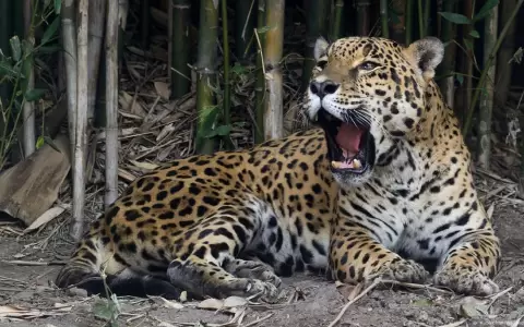 Jaguar. Aunque la iniciativa se enfoca en Argentina, su potencial es enorme, si se toma en cuenta la distribuci�n del jaguar en Am�rica Latina.