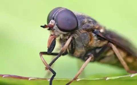 La inspiraci�n para un nuevo sistema de visi�n artificial: los ojos compuestos de los insectos.