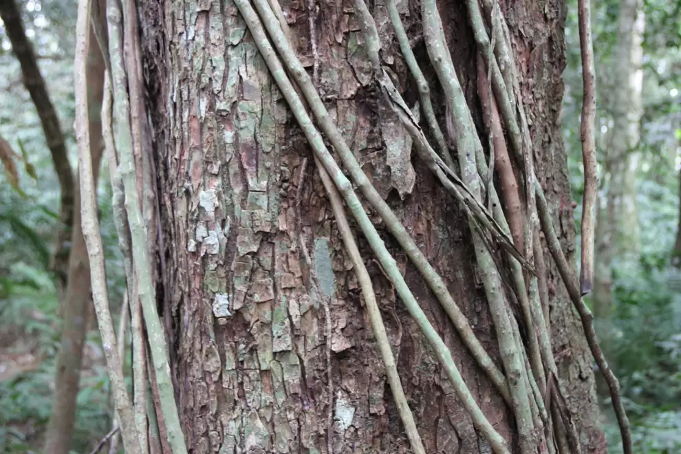 Raíces del güembé o Philodendron bipinatifidum. Foto: Lidia Pérez de Molas.