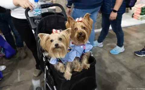 En Alemania crece el n�mero de hogares con perros mientras desciende la natalidad.