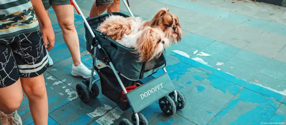 Perritos criados como bebés. Foto: Depositphotos/IMAGO / DW