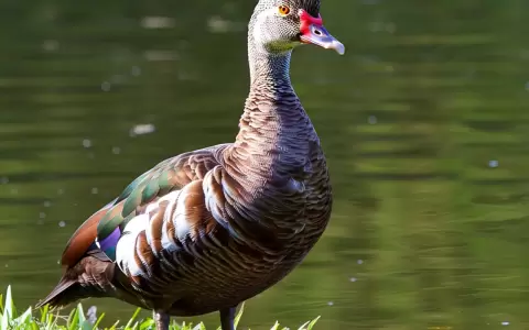 Pato de Moscovia.